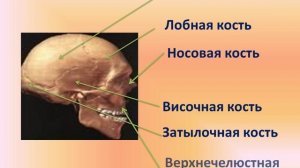 Скелет человека, его строение и значение