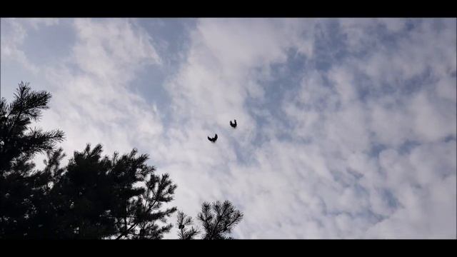 Balandžių skrydis čiulbant lakštingalai. Полёт голубей в сопровождении пения соловья. смотреть онлайн