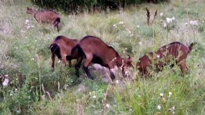 Горькое молоко у козы?Причины.