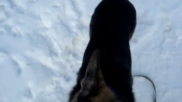 Учусь немецкую овчарку научить командой (лежать и сидеть) для это го понадобится много усилий))) смотреть онлайн