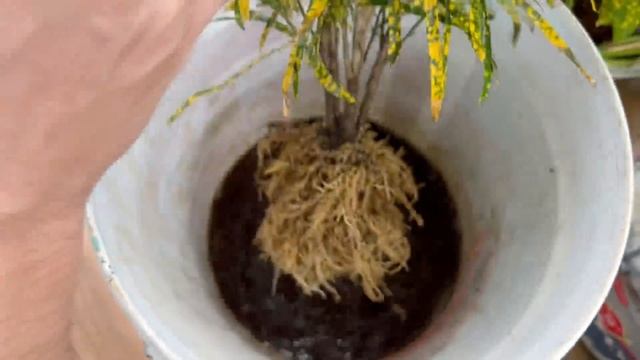 Beautiful British Golden Tree. The solution for your garden fresh, cool, 5t1 ideas смотреть онлайн