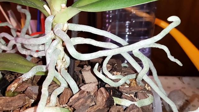 Мои ОрхоБудни | Phal. Joy Fairy Tale | Phal. Julia, peloric смотреть онлайн