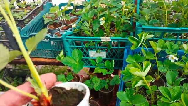 Клубника Сандра.распродажа. смотреть онлайн