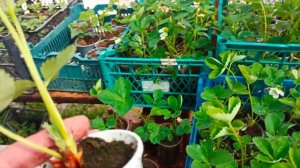 Клубника Сандра.распродажа.