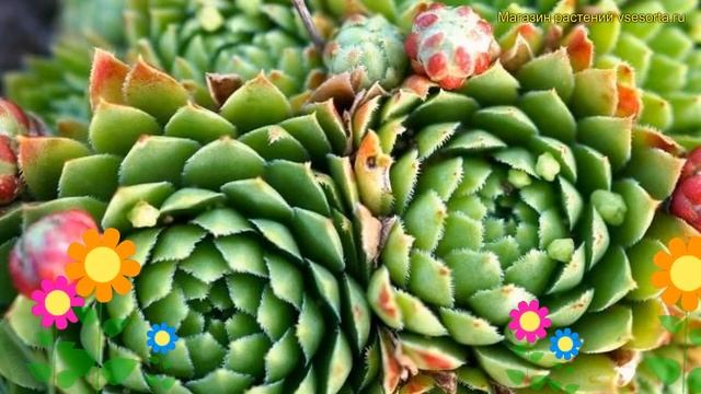 Молодило русский. Краткий обзор, описание характеристик, где купить саженцы sempervivum ruthenicum смотреть онлайн