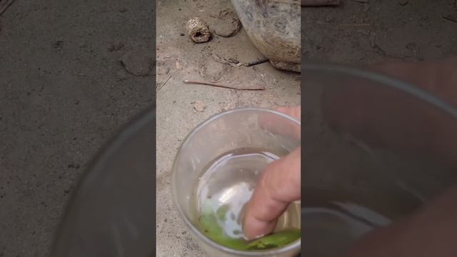 How to grow Christmas cactus from a banana смотреть онлайн