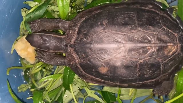 DORAMIC Turtle + Eating Banana Pet Turtle + Turtle and Plant Collection #banana #turtle смотреть онлайн