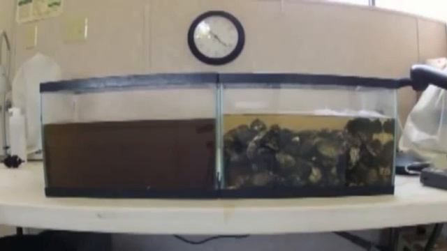 Устрицы очищают воду | Разница между чистыми и нечистыми животными смотреть онлайн