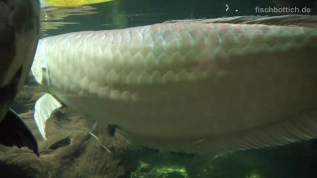 [HD] Tank of the Giants: 13200 us gallon / 50.000 Liter Landschafts-Aquarium @ Aquazoo [7/52] смотреть онлайн