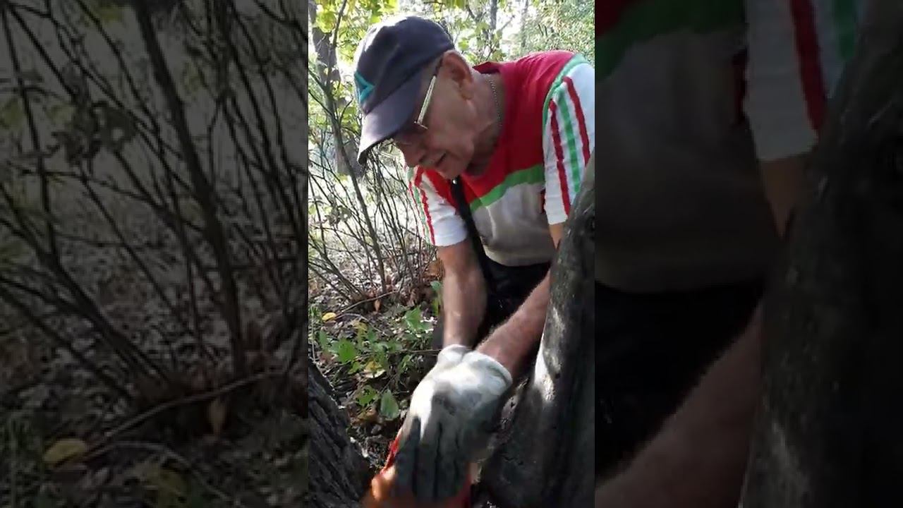 Приехали в лес и нашли грибы. ГРИБ ПЕЧЕНОЧНЫЙ, он очень вкусный и полезный 23 сентября смотреть онлайн