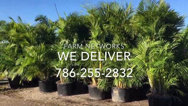 Areca Palms Palm Beach-We Deliver- 786-255-2832 смотреть онлайн