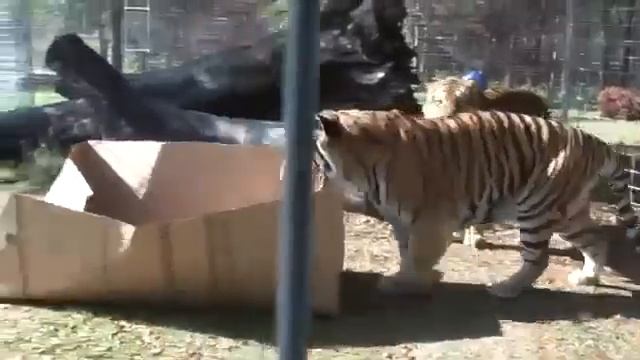 Любят ли большие Кошки коробки смотреть онлайн