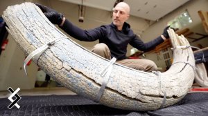 Реставрация бивня мамонта от начала до конца