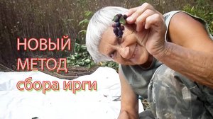 новый метод сбора ирги.mp4