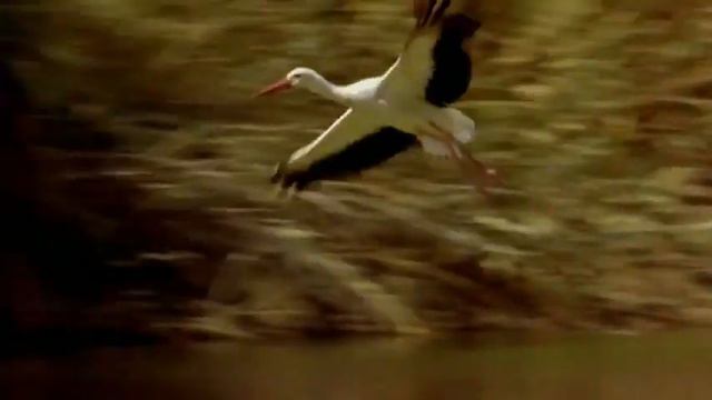 Мы не знали и знать не могли смотреть онлайн