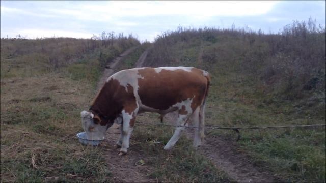 Наши большие бычки: убойный выход смотреть онлайн