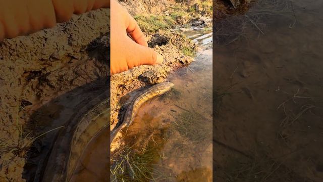 Living fish SAN in the river Mountain #samantha #puffer #fishing #video #savelife #gold #toad смотреть онлайн