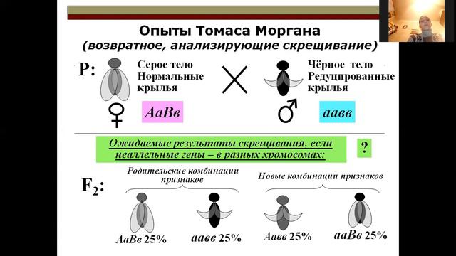 Сцепленное наследование генов смотреть онлайн