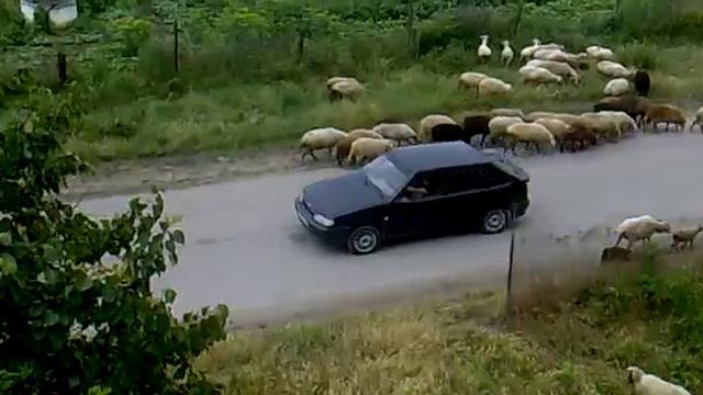 овцы в микрорайоне.mp4 смотреть онлайн