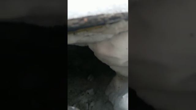 фокстерьеры! И кошка! смотреть онлайн