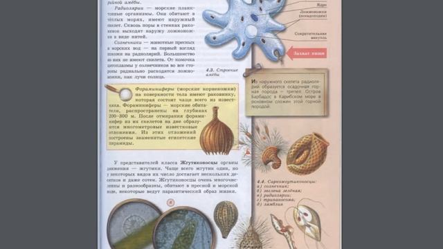 Биология (Л.Н.Сухорукова) 7к §27 Подцарство Одноклеточные. Роль одноклеточных в экосистемах смотреть онлайн