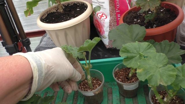 Результат укоренения черенков пеларгоний от 9 сентября. смотреть онлайн