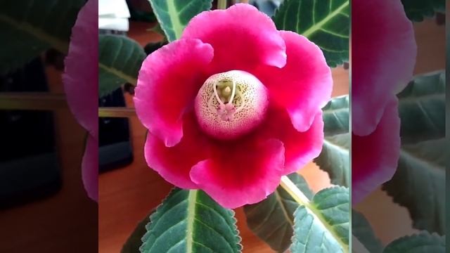 #079 Весеннее цветение глоксинии, все этапы смотреть онлайн