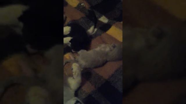 Манчкин кошка такса с детками munchkin cat&babyz смотреть онлайн