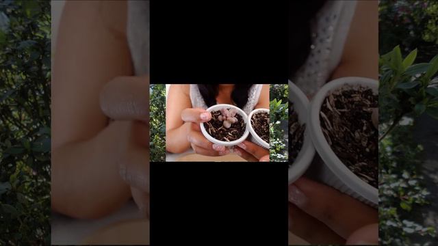 #short Pachyphytum Guangzhou❤️❤️❤️