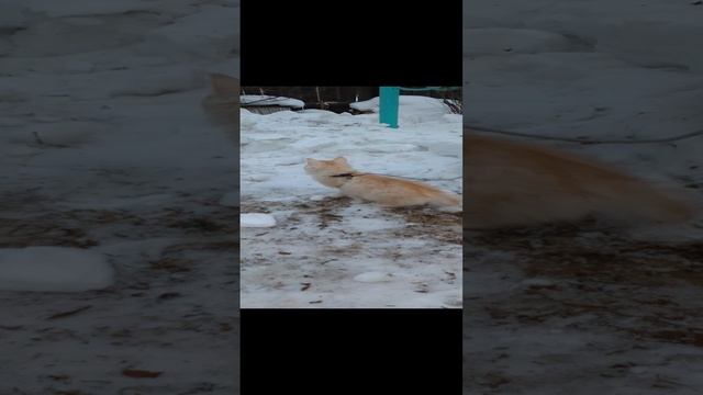 ????В первый раз в жизни на улицу вышел.Вот купил на OZON шлейку для ? кошки ,теперь не боимся