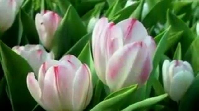 Тюльпаны разлуки, тюльпаны любви - Tulips Of Departing  And Tulips Of Love