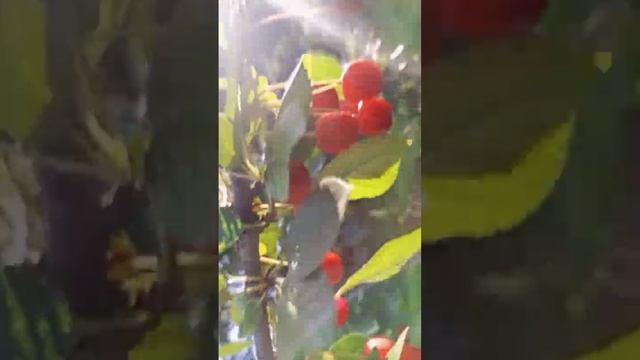 ВИШНёвый сбор урожая??? 2023 #лето2023 #Королев #природа_россии смотреть онлайн