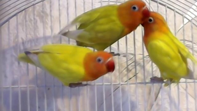 Купить ручных попугаев в Москве. Неразлучники выкормыши продажа Agapornis lovebird 2 смотреть онлайн