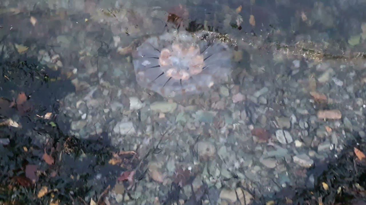 Встретил восход в Авачинской бухте смотреть онлайн