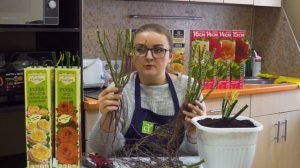 Как посадить розу весной. Суперспособ! Как правильно сажать розы.