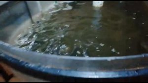 Клариевый сом. Мини узв для клариевого сома.