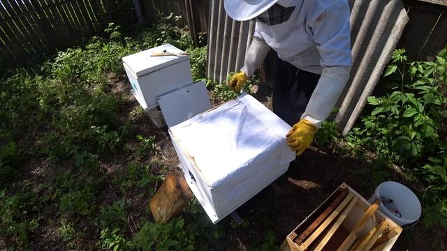 Продолжаем расширять отводки на матках бакфаст смотреть онлайн