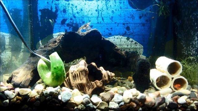 Аквариумные раки. Рак флоридский (Procambarus clarkii) смотреть онлайн