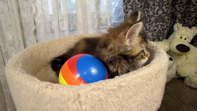 Кошечка мейн-кун черепахового окраса Брисса смотреть онлайн