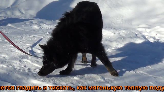 Глаша. Ногинский приют для животных. смотреть онлайн