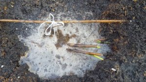 Посадка пиона ИТО гибрида