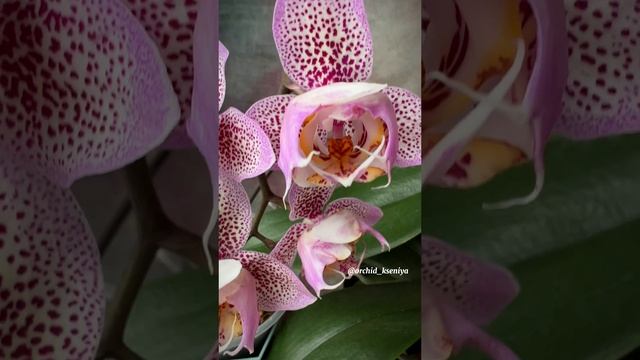 Phal. Dragon Maple peloric ? & Phal. Sogo Diamond ‘HLW’ 3-lips?Домашнее цветение азиатских орхидей смотреть онлайн