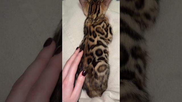 окрас бенгальского котёнка? #bengalcat #бенгальскаякошка #бенгальскиекотята смотреть онлайн
