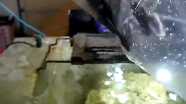 Dascyllus trimaculatus (Bully Fish) смотреть онлайн