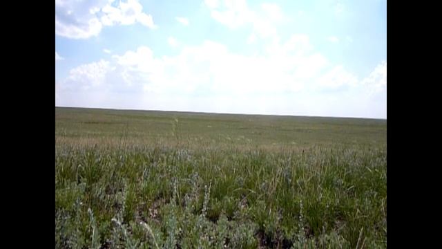 Степные шампиньоны. смотреть онлайн