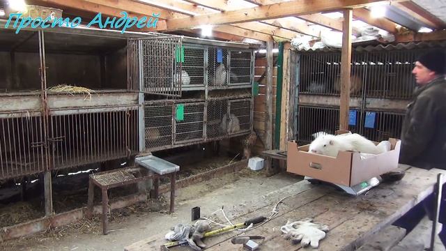 КАКОЙ вес самца нутрии разведение в домашних условиях смотреть онлайн