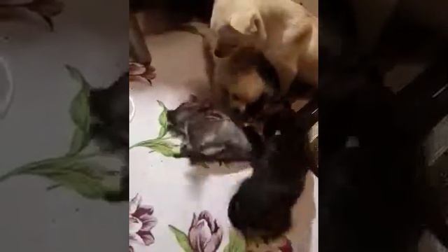 Щенки чихуахуа смотреть онлайн