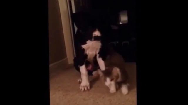 Смешное Видео с Кошками! Веселые Кошки Funny Cats Video Compilation смотреть онлайн