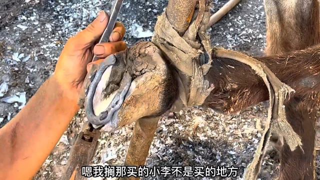 主人餵養3個月的驢蹄真嚇人！複查3個月前被蟲子啃食殆盡的蹄子！師傅細心用鐮刀修蹄釘掌，毛驢徹底恢復正常！佩服！ смотреть онлайн