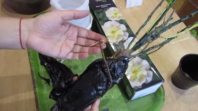 Розы в Сибири. Роза проснулась раньше..... смотреть онлайн